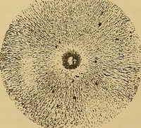 An illustration from Magnetische Kraftfelder : die Erscheinungen des Magnetismus, Elektromagnetismus und der Induktion dargestellt auf Grund des Kraftlinien-Begriffe (1905)