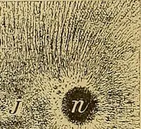 An illustration from Magnetische Kraftfelder : die Erscheinungen des Magnetismus, Elektromagnetismus und der Induktion dargestellt auf Grund des Kraftlinien-Begriffe (1905)