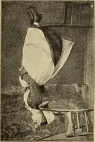 Picture 33 of 59 from Magnetismus und Hypnotismus; eine Darstellung dieses Gebietes, mit besonderer Berücksichtigung der Beziehungen zwischen dem mineralischen Magnetismus, dem sogenannten thierischen Magnetismus und dem Hypnotismus (1895), leaf 158