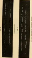 An illustration from Magnetismus und Hypnotismus; eine Darstellung dieses Gebietes, mit besonderer Berücksichtigung der Beziehungen zwischen dem mineralischen Magnetismus, dem sogenannten thierischen Magnetismus und dem Hypnotismus (1895)