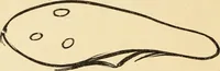 An illustration from Magnetismus und Hypnotismus; eine Darstellung dieses Gebietes, mit besonderer Berücksichtigung der Beziehungen zwischen dem mineralischen Magnetismus, dem sogenannten thierischen Magnetismus und dem Hypnotismus (1895)