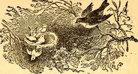 An illustration from Mamie's watchword (1872)