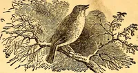 An illustration from Mamie's watchword (1872)