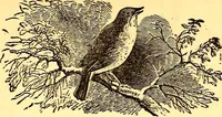 An illustration from Mamie's watchword (1872)