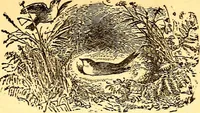 An illustration from Mamie's watchword (1872)