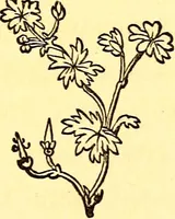 An illustration from Mamie's watchword (1872)
