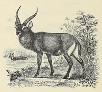An illustration from Man and beast in eastern Ethiopia : from observations made in British East Africa, Uganda, and the Sudan (1911)