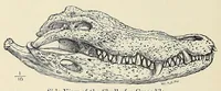 An illustration from Man and beast in eastern Ethiopia : from observations made in British East Africa, Uganda, and the Sudan (1911)