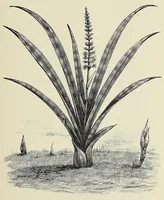 Picture 11 of 18 from Man and beast in eastern Ethiopia : from observations made in British East Africa, Uganda, and the Sudan (1911), leaf 269