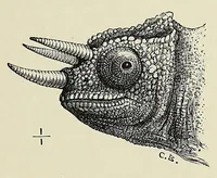 Picture 12 of 18 from Man and beast in eastern Ethiopia : from observations made in British East Africa, Uganda, and the Sudan (1911), leaf 291