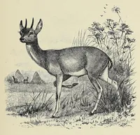 An illustration from Man and beast in eastern Ethiopia : from observations made in British East Africa, Uganda, and the Sudan (1911)