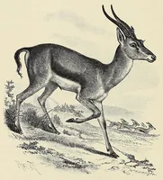 An illustration from Man and beast in eastern Ethiopia : from observations made in British East Africa, Uganda, and the Sudan (1911)