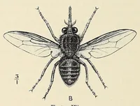 An illustration from Man and beast in eastern Ethiopia : from observations made in British East Africa, Uganda, and the Sudan (1911)