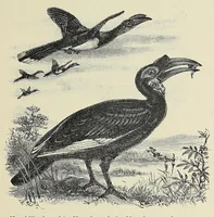 An illustration from Man and beast in eastern Ethiopia : from observations made in British East Africa, Uganda, and the Sudan (1911)