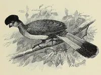 Picture 16 of 18 from Man and beast in eastern Ethiopia : from observations made in British East Africa, Uganda, and the Sudan (1911), leaf 377