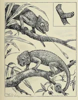 Picture 3 of 18 from Man and beast in eastern Ethiopia : from observations made in British East Africa, Uganda, and the Sudan (1911), leaf 89