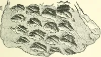 An illustration from Man before metals (1902)