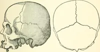 An illustration from Man before metals (1902)