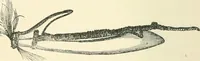 An illustration from Man before metals (1902)
