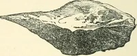 Picture 67 of 98 from Man before metals (1902), leaf 247