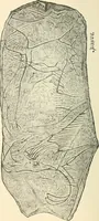An illustration from Man before metals (1902)