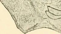 An illustration from Man before metals (1902)