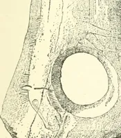 An illustration from Man before metals (1902)