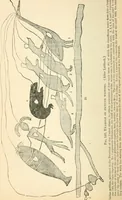 An illustration from Man before metals (1902)