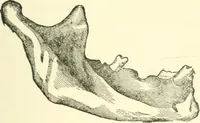 An illustration from Man before metals (1902)