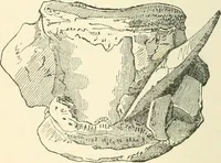 An illustration from Man before metals (1902)