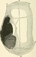 An illustration from Man before metals (1902)