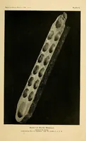 Picture 9 of 11 from Mancala : the national game of Africa (1896), leaf 25