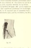 Picture 1 of 2 from Qoyu siki; manchas cutáneas congénitas de los aborígenes del Perú (1915), leaf 25