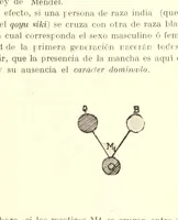 An illustration from Qoyu siki; manchas cutáneas congénitas de los aborígenes del Perú (1915)