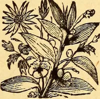 An illustration from Manners, culture and dress of the best American society, including social, commercial and legal forms, letter writing, invitations, &c., also valuable suggestions on self culture and home training (1893)