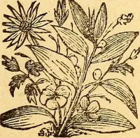 An illustration from Manners, culture and dress of the best American society, including social, commercial and legal forms, letter writing, invitations, &c., also valuable suggestions on self culture and home training (1893)