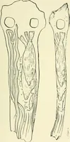 An illustration from Manners and monuments of prehistoric peoples (1892)