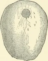 An illustration from Manners and monuments of prehistoric peoples (1892)