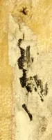 An illustration from Manual de administrar los sanctos sacramentos a los españoles, y naturales desta Nueua España conforme à la reforma de Paulo V. Pont. Max. (1638)