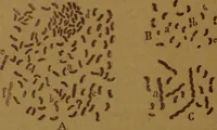 An illustration from Manual de anatomía patológica general : seguida de un resumen de microscopia aplicada a la histología y bacteriología patológicas (1896)