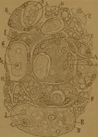 An illustration from Manual de anatomía patológica general : seguida de un resumen de microscopia aplicada a la histología y bacteriología patológicas (1896)