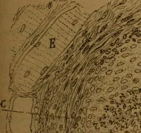 An illustration from Manual de anatomía patológica general : seguida de un resumen de microscopia aplicada a la histología y bacteriología patológicas (1896)