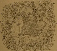 An illustration from Manual de anatomía patológica general : seguida de un resumen de microscopia aplicada a la histología y bacteriología patológicas (1896)