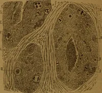 An illustration from Manual de anatomía patológica general : seguida de un resumen de microscopia aplicada a la histología y bacteriología patológicas (1896)