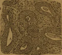 An illustration from Manual de anatomía patológica general : seguida de un resumen de microscopia aplicada a la histología y bacteriología patológicas (1896)