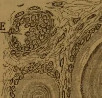 An illustration from Manual de anatomía patológica general : seguida de un resumen de microscopia aplicada a la histología y bacteriología patológicas (1896)