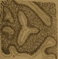 An illustration from Manual de anatomía patológica general : seguida de un resumen de microscopia aplicada a la histología y bacteriología patológicas (1896)