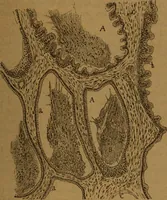 An illustration from Manual de anatomía patológica general : seguida de un resumen de microscopia aplicada a la histología y bacteriología patológicas (1896)
