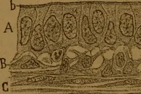 An illustration from Manual de anatomía patológica general : seguida de un resumen de microscopia aplicada a la histología y bacteriología patológicas (1896)