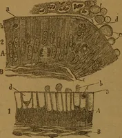 An illustration from Manual de anatomía patológica general : seguida de un resumen de microscopia aplicada a la histología y bacteriología patológicas (1896)